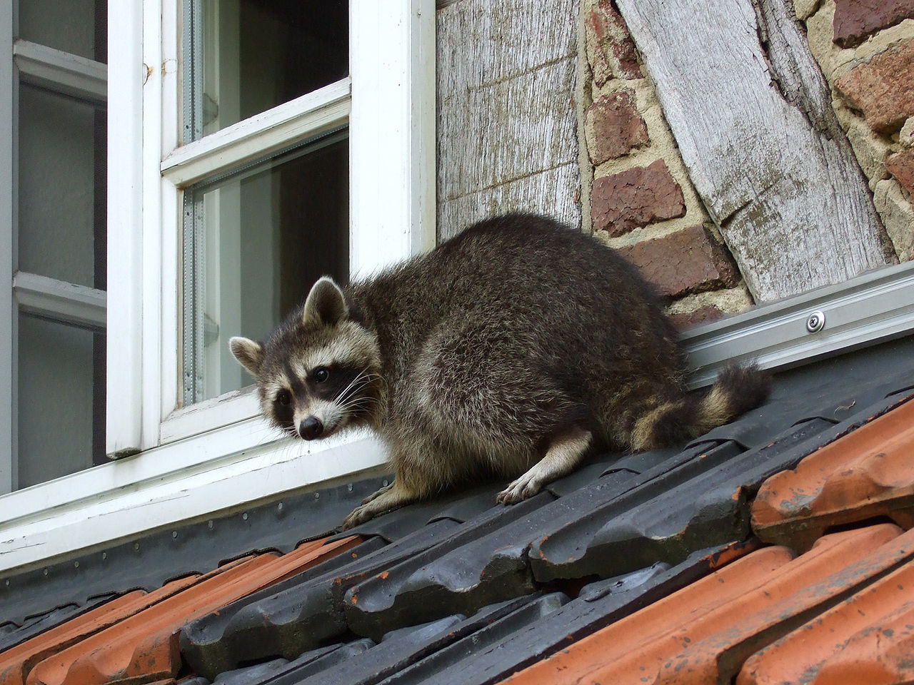Waschbär (Procyon lotor) Waschbär (Procyon lotor)
