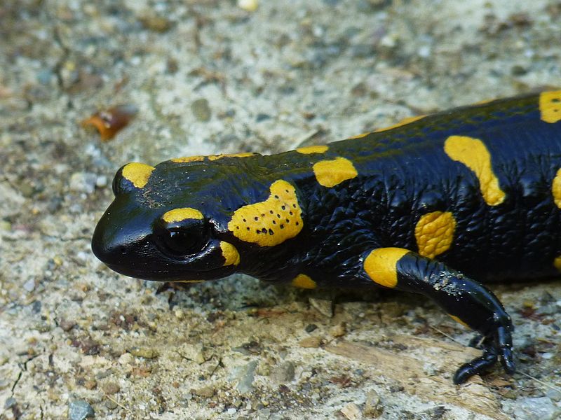 Salamandra salamandra (Feuersalamander) Salamandra salamandra (Feuersalamander)