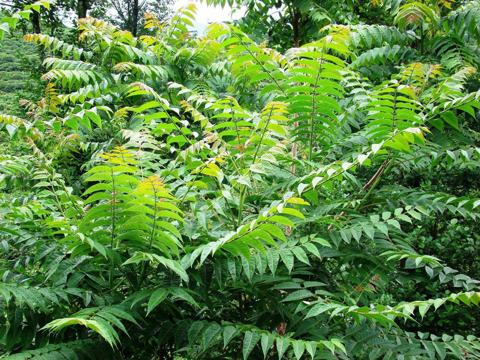 Götterbaum (Ailanthus altissima) Götterbaum (Ailanthus altissima)