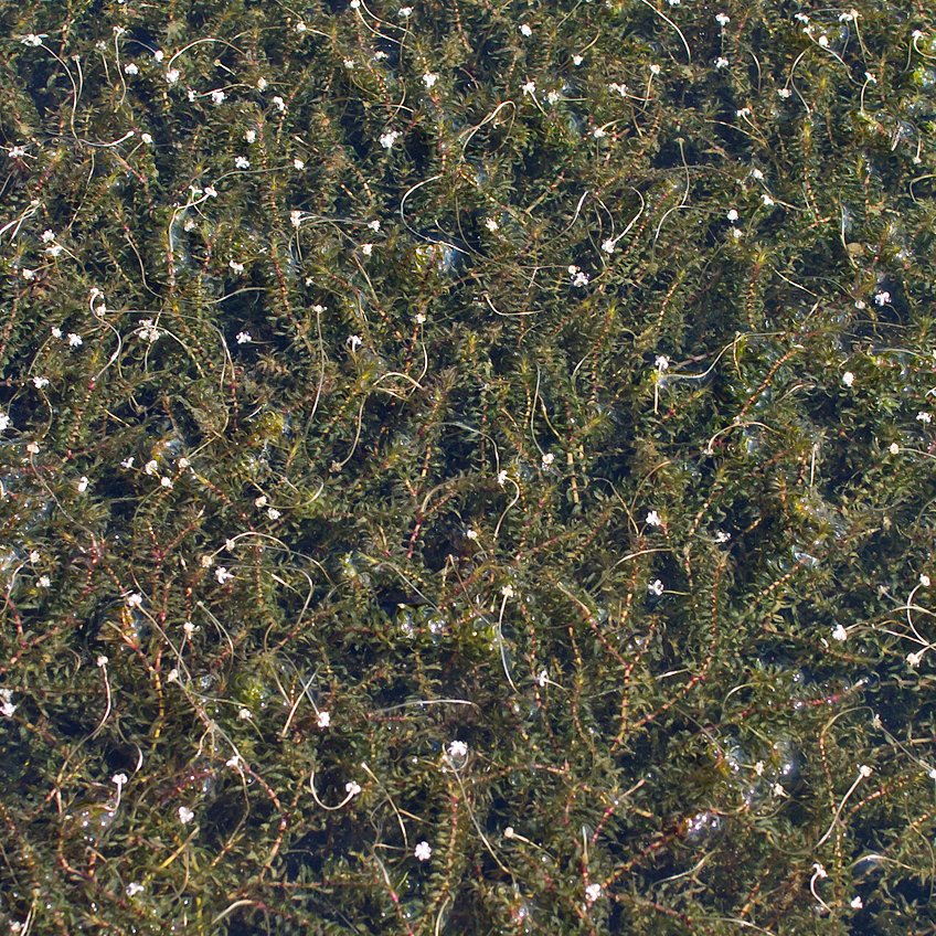 Schmalblättrige Wasserpest (Elodea nutallii), blühend Schmalblättrige Wasserpest (Elodea nutallii), blühend