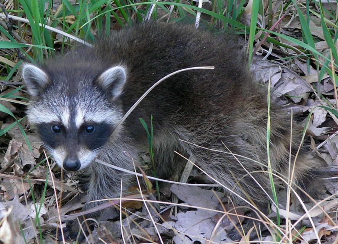 Waschbärwelpe (Procyon lotor) Waschbärwelpe (Procyon lotor)
