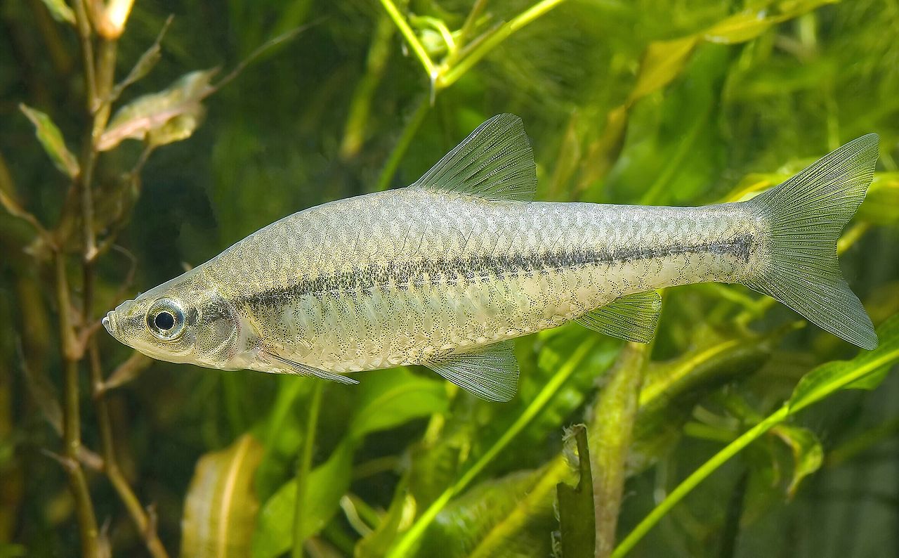 Blaubandbärbling (Pseudorasbora parva) Blaubandbärbling (Pseudorasbora parva)