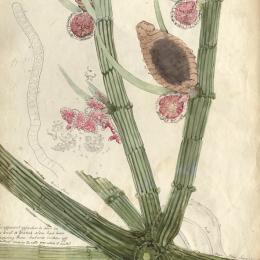 Chara vulgaris