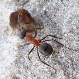 Formica rufa