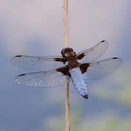 Libellula depressa