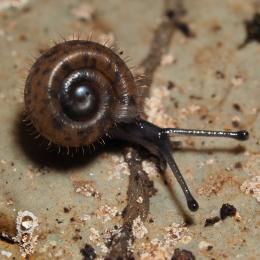 Schnecke