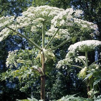 Riesen Bärenklau (Heracleum mantegazzianum)  - Foto: © Schimmitat