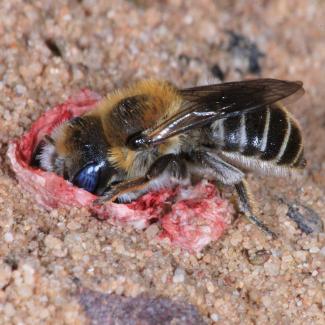 Osmia_papaveris - Mohnbiene