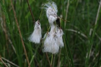 Eriophorum angustifolium