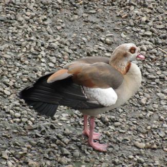 Nilgans (Alopochen aegyptiaca)