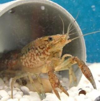 Marmorkrebs (Procambarus fallax f. virginalis)