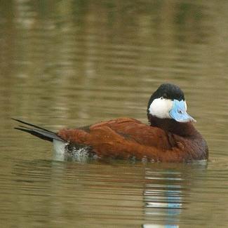 Schwarzkopfruderente (Oxyura jamaicensis)