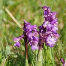 Orchis morio