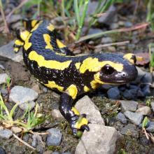 Feuersalamander