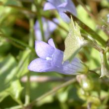 Wahlenbergia hederacea (Moorglöckchen)