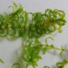 Schmalblättrige Wasserpest (Elodea nuttallii)