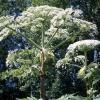 Riesen Bärenklau (Heracleum mantegazzianum)  - Foto: © Schimmitat