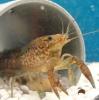 Marmorkrebs (Procambarus fallax f. virginalis)